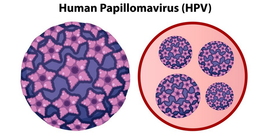 ما هي الثاليل التناسلية؟